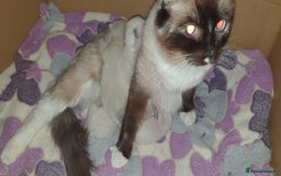 Ragdoll cats for sale: 💖Beautiful GCCF Registered Ragdoll Kittens. - Image 31