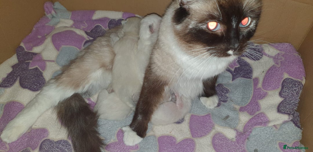 Ragdoll cats for sale: 💖Beautiful GCCF Registered Ragdoll Kittens. - Image 31