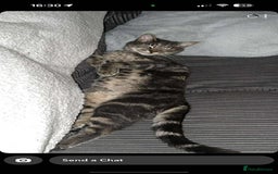 Domestic Shorthair cats for sale: Beautiful boys for sale  - Image 19