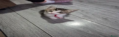 MJ (MaryJane) - Red collar