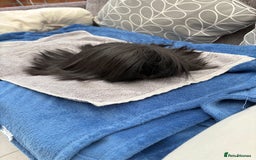 Guinea Pig rodents for sale: Peruvian guinea pig boar ( male ) - Image 1