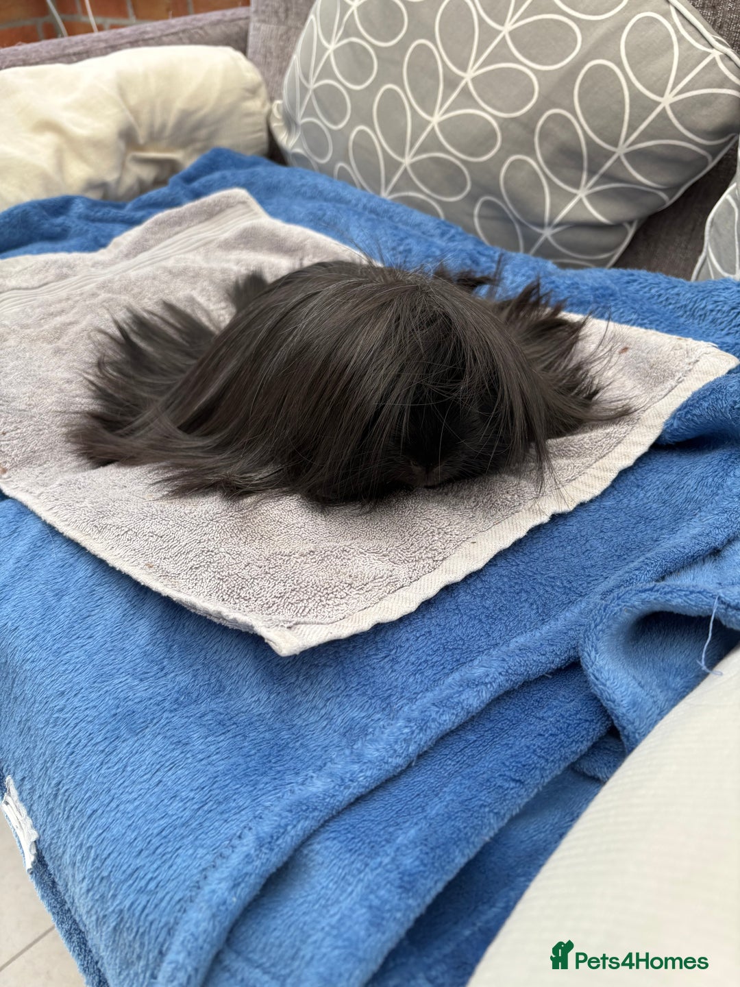 Guinea Pig rodents for sale: Peruvian guinea pig boar ( male ) - Image 1