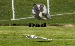 Whippet dogs for sale: KC Registered Whippet puppies  - Image 3