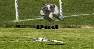 Whippet dogs - Advert 9