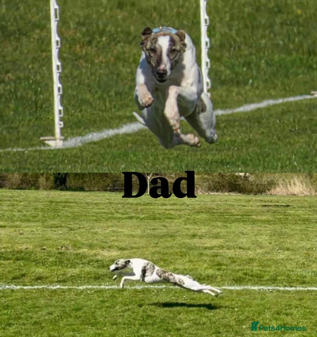 Whippet dogs for sale: KC Registered Whippet puppies  - Image 3