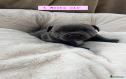 Staffordshire Bull Terrier dogs for sale: Orange Collar Puppy  - KC registered Blue ‘Bullscaff Pharaon’ Staffy Boy - Image 25