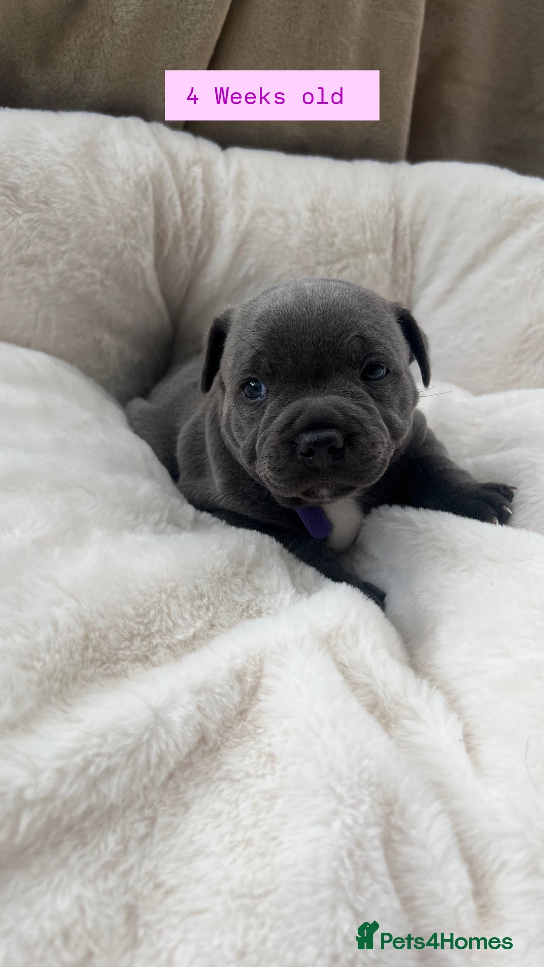 Staffordshire Bull Terrier dogs for sale: Orange Collar Puppy  - KC registered Blue ‘Bullscaff Pharaon’ Staffy Boy - Image 25