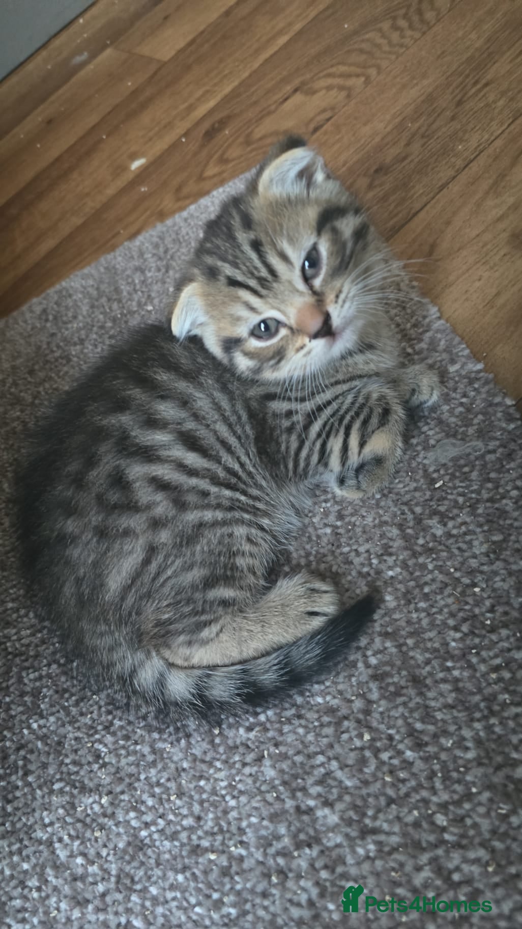 Scottish Fold cats Full pedigree Scottish fold kittens 8 wks old - Advert 2