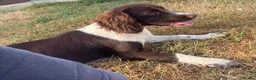 English Springer Spaniel dogs for sale: Stunning springer spaniel  - Advert 8