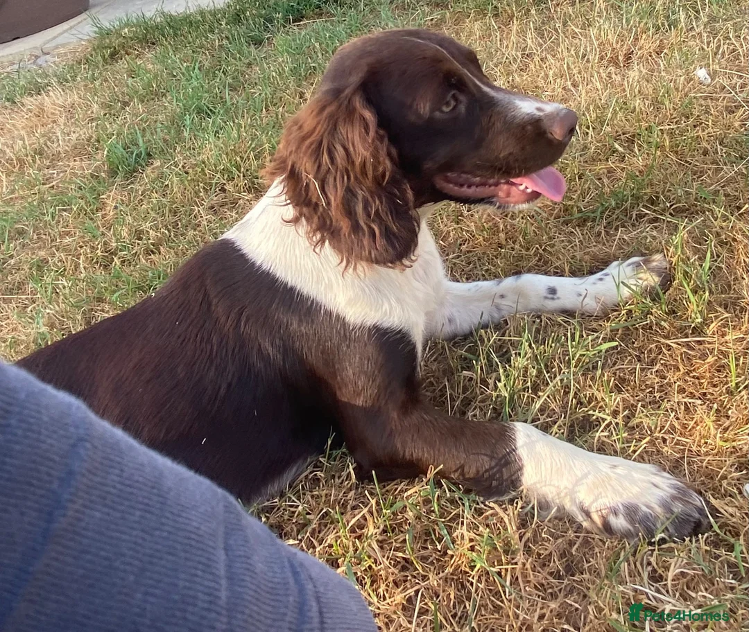 English Springer Spaniel dogs for sale: Stunning springer spaniel  - Advert 8