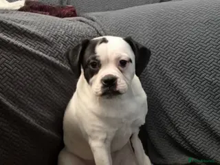 Olde English Bulldogge dogs Female olde tyme bulldog - Advert 4