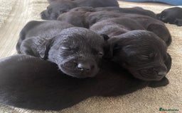 Labrador Retriever dogs for sale: Black Labrador Puppies - Image 1