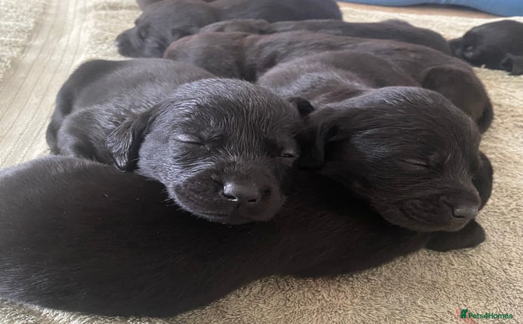 Labrador Retriever dogs - Advert 3