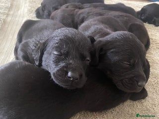 Labrador Retriever dogs - Advert 4