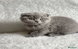 Scottish Fold cats for sale: Scottish fold and straight kittens  - Image 13