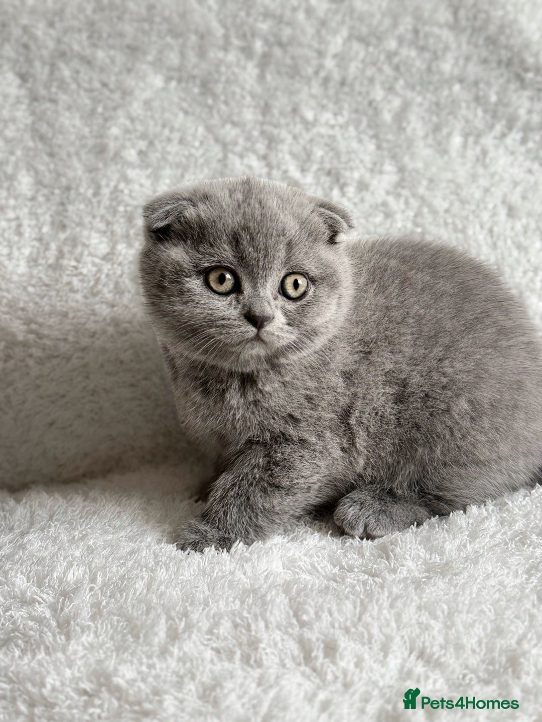 Scottish Fold cats for sale: Scottish fold and straight kittens  - Image 13