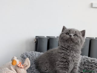 British Shorthair cats British Shorthair kittens GCCF registered - Advert 9