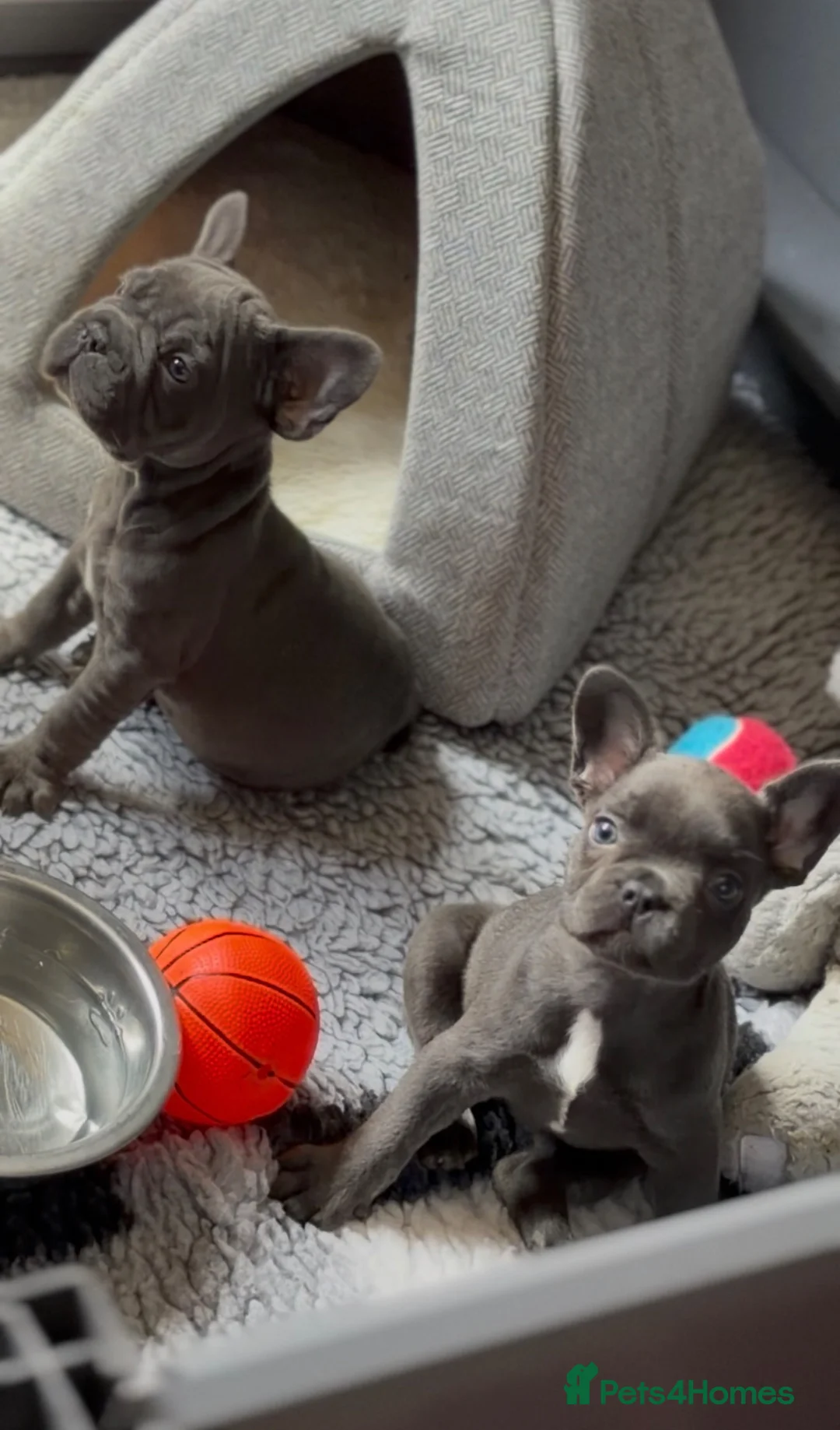French Bulldog dogs for sale: French Bulldog Puppies–Two Gorgeous Females 🐾 - Advert 2