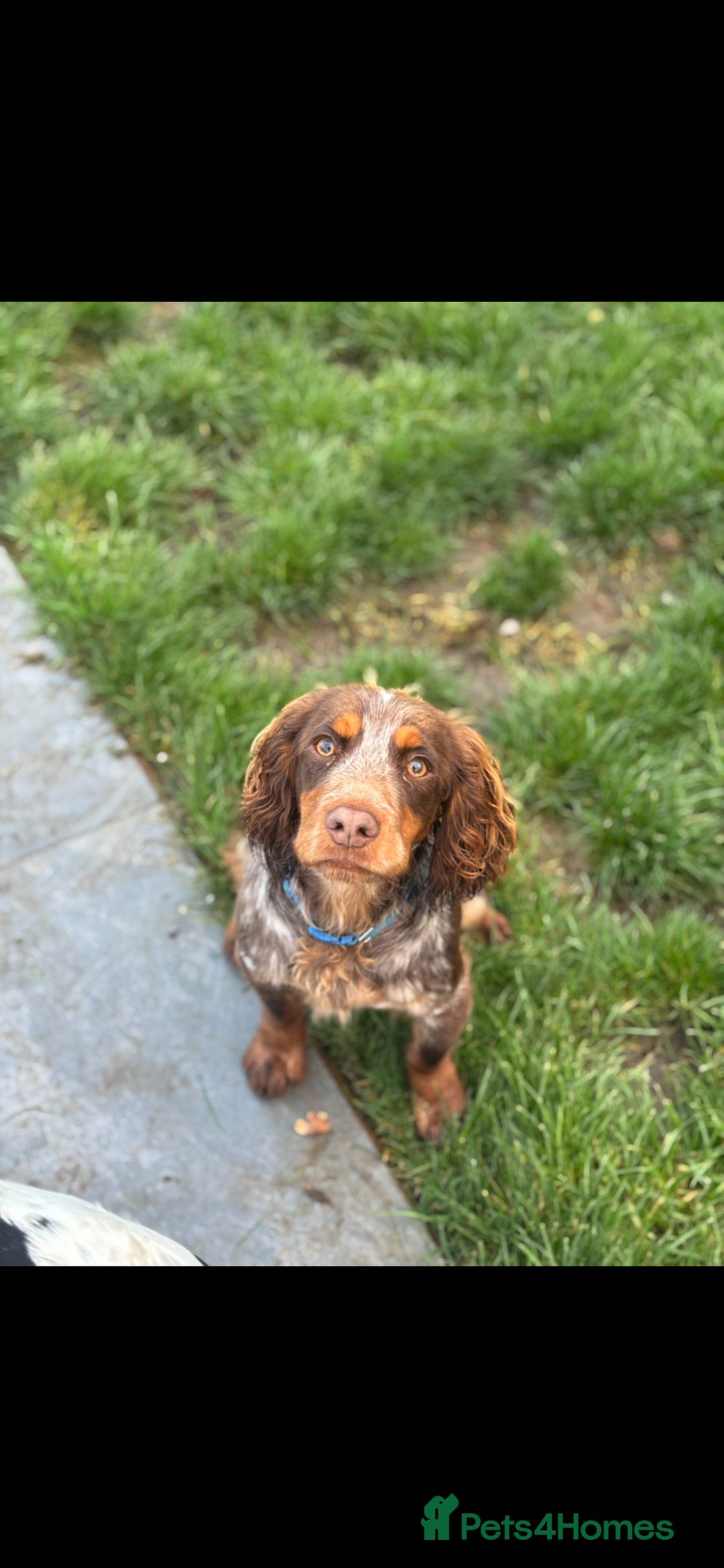 Cocker Spaniel dogs for sale: 10 month old male cocker in High Wycombe - Advert 2