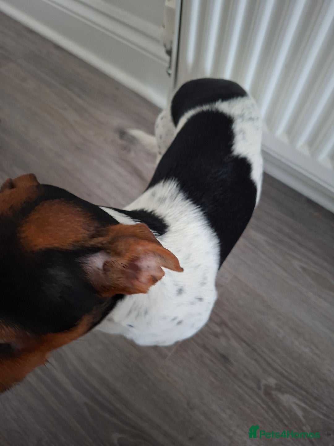 Mixed Breed dogs for sale: Jack Russel x Dachshund - Male 3 years old - Image 8