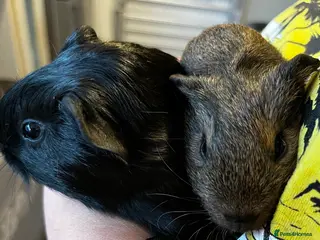 Guinea Pig rodents 2 x Bonded Sows (female) Guinea Pigs - Advert 22
