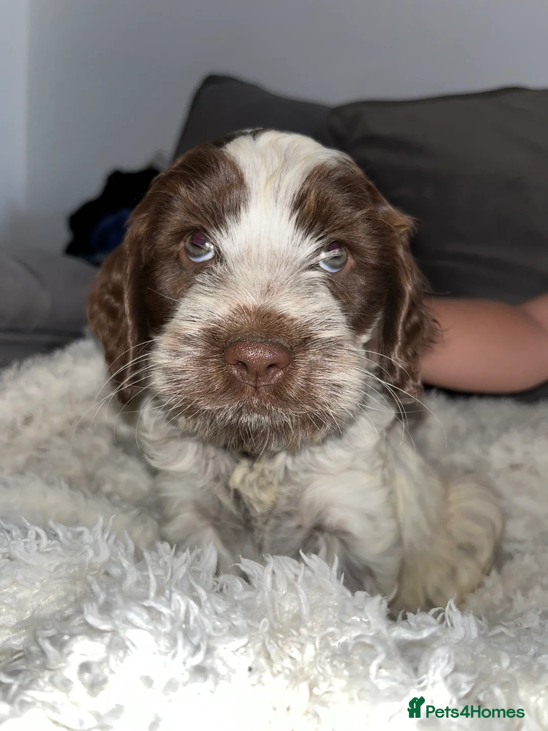 Cockapoo dogs for sale: Cockapoo litter - Advert 2