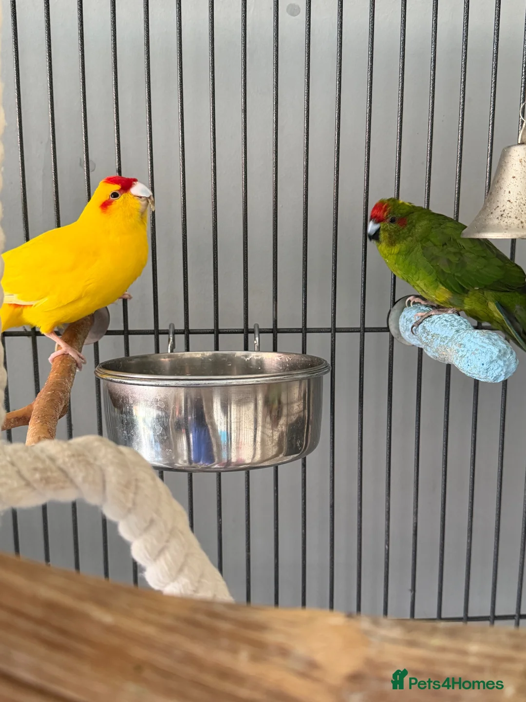 Mixed Breed birds for sale: Male and female and 5ft standing cage  in Mansfield - Advert 8