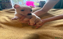 Mixed Breed dogs for sale: German Shepherd cross puppies - Image 2