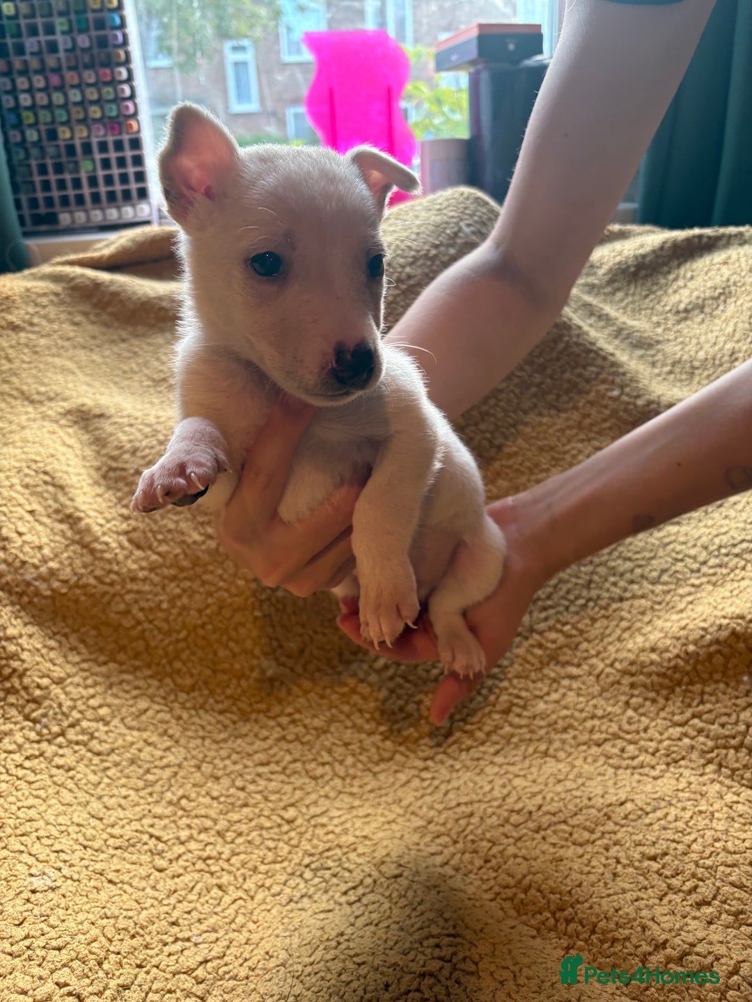 Mixed Breed dogs for sale: German Shepherd cross puppies - Image 2