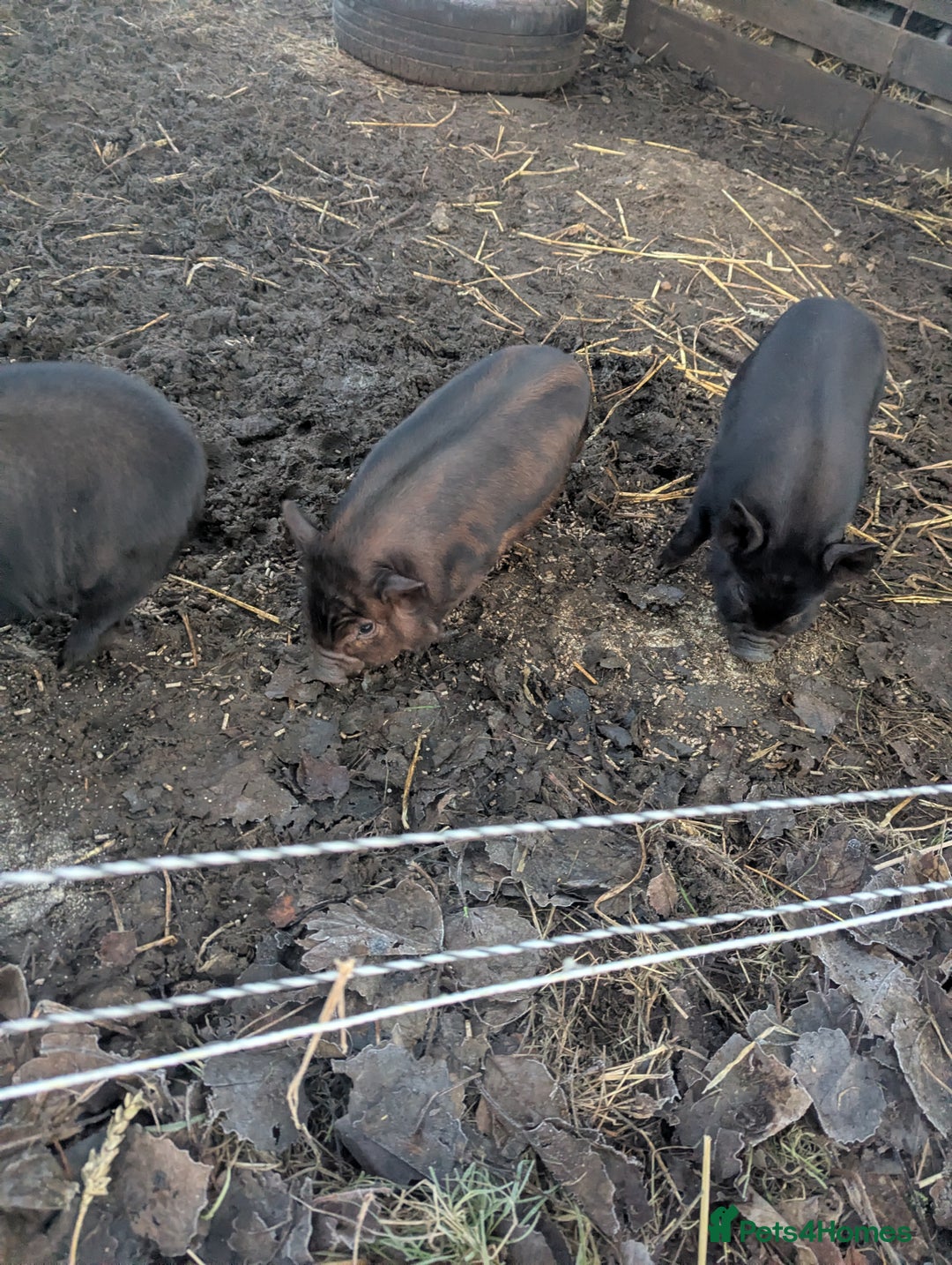 Pig livestock for sale: Kune kune piglets. Girls and boys. - Advert 3