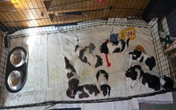 Sprocker dogs for sale: Spaniel Puppies  - Advert 4