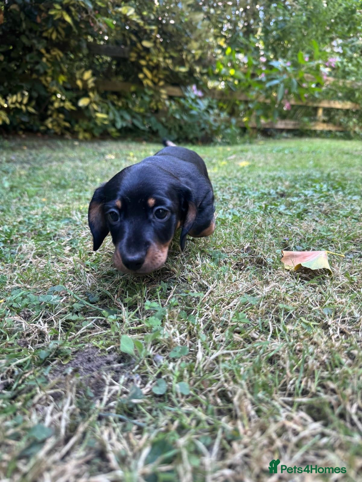 Miniature Dachshund dogs ADORABLE Miniature Dachshund KC Pups  - Advert 2