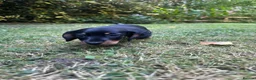 Miniature Dachshund dogs for sale: ADORABLE Miniature Dachshund KC Pups  - Advert 2