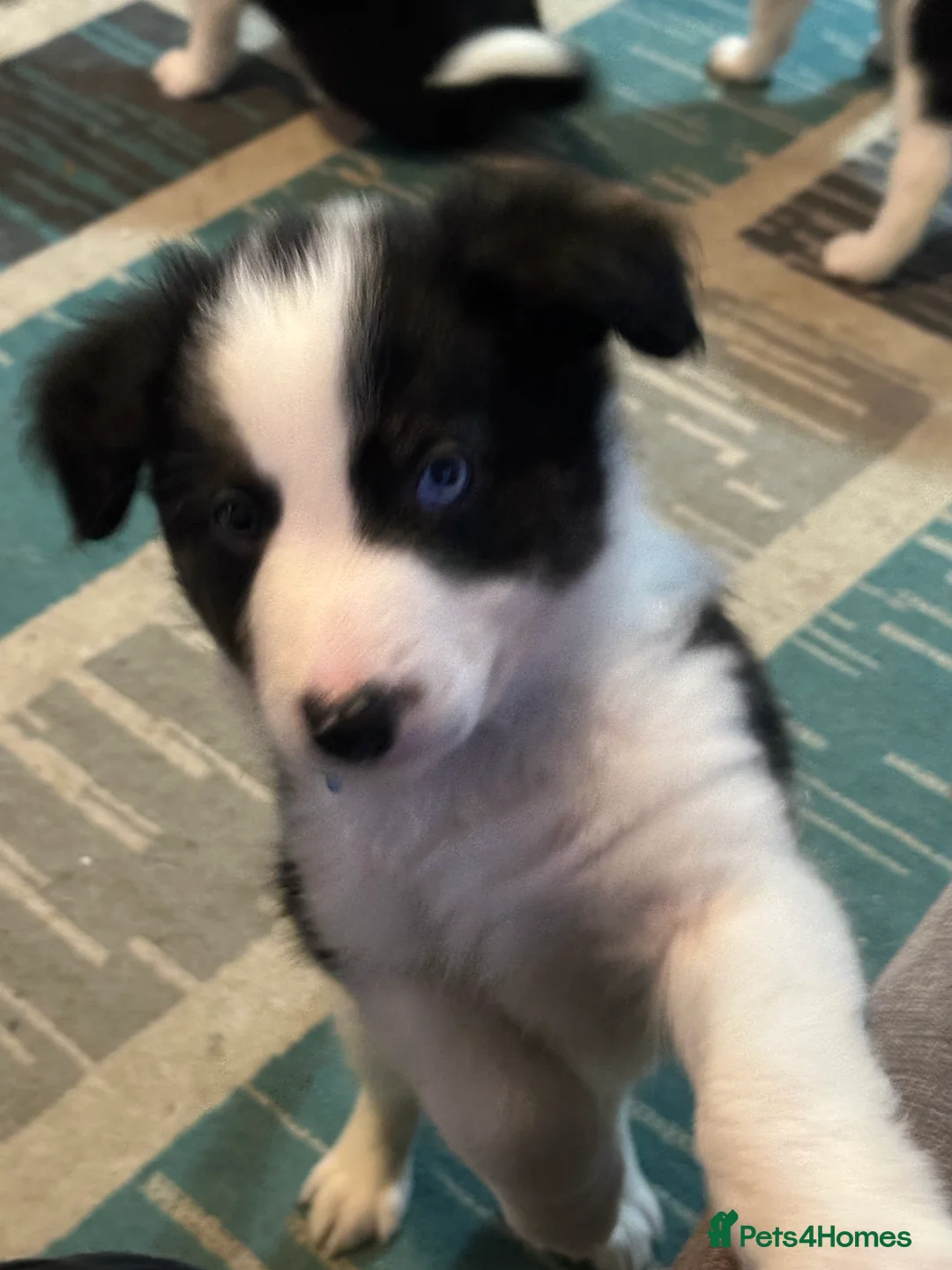 Border Collie dogs for sale: Beautiful Border Collies - Advert 10
