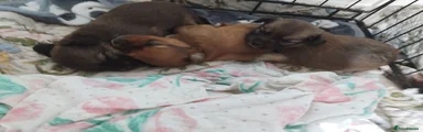 Mixed Breed 2