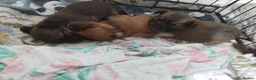 Mixed Breed dogs for sale: Beautiful fur babies  - Advert 6