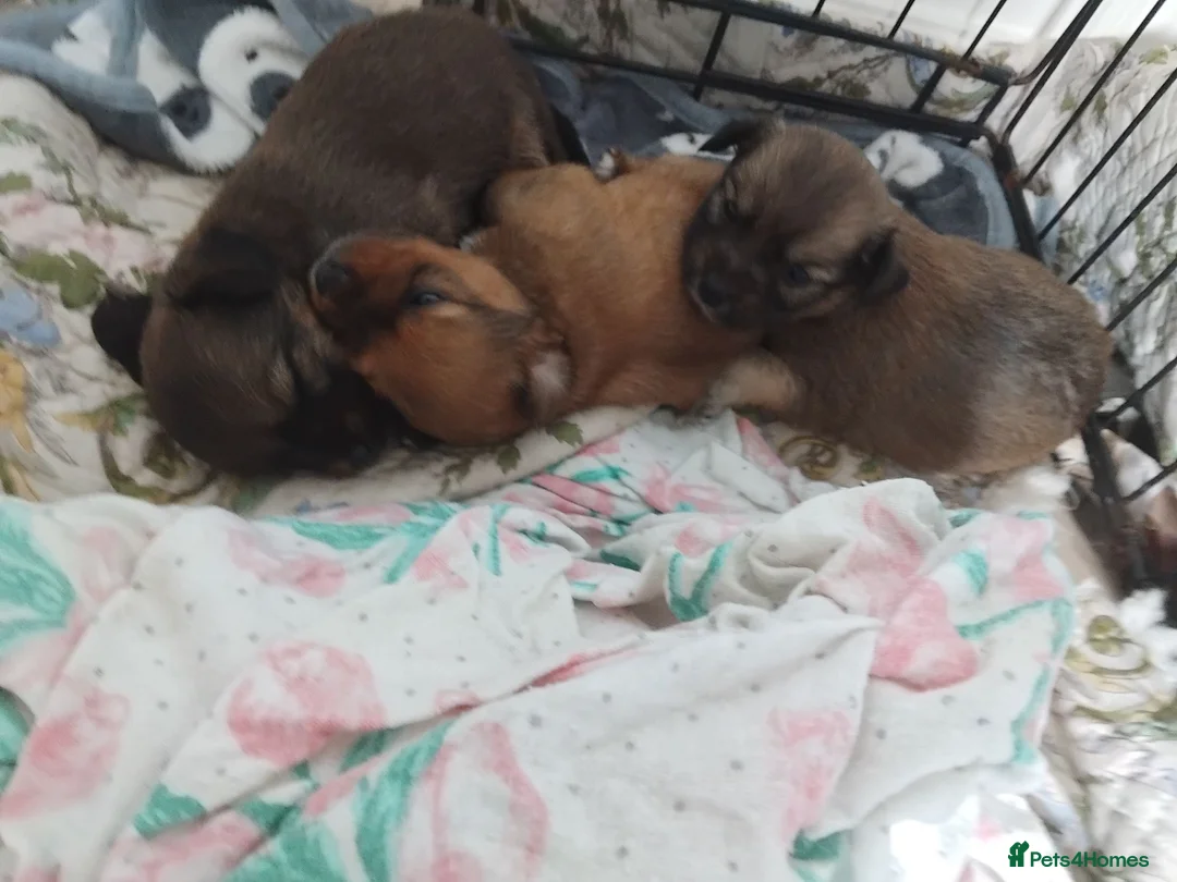 Mixed Breed dogs for sale: Beautiful fur babies  - Advert 22