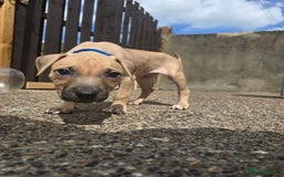 Mixed Breed dogs for sale: Staff cross pups - Image 18