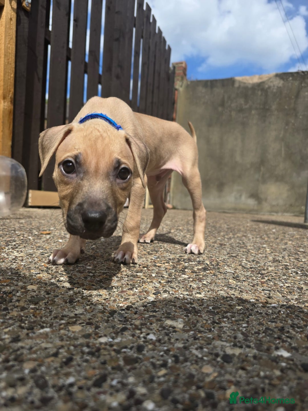 Mixed Breed dogs for sale: Staff cross pups - Image 18