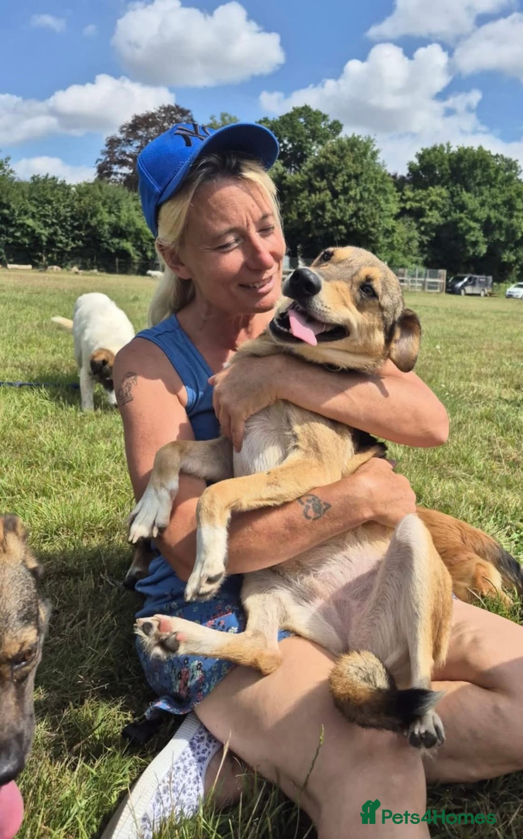 Mixed Breed dogs for adoption: Minnie - Norwich Norfolk  - Image 9