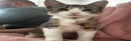 Mixed Breed cats for sale: Two brother cats  in Tredegar - Advert 5