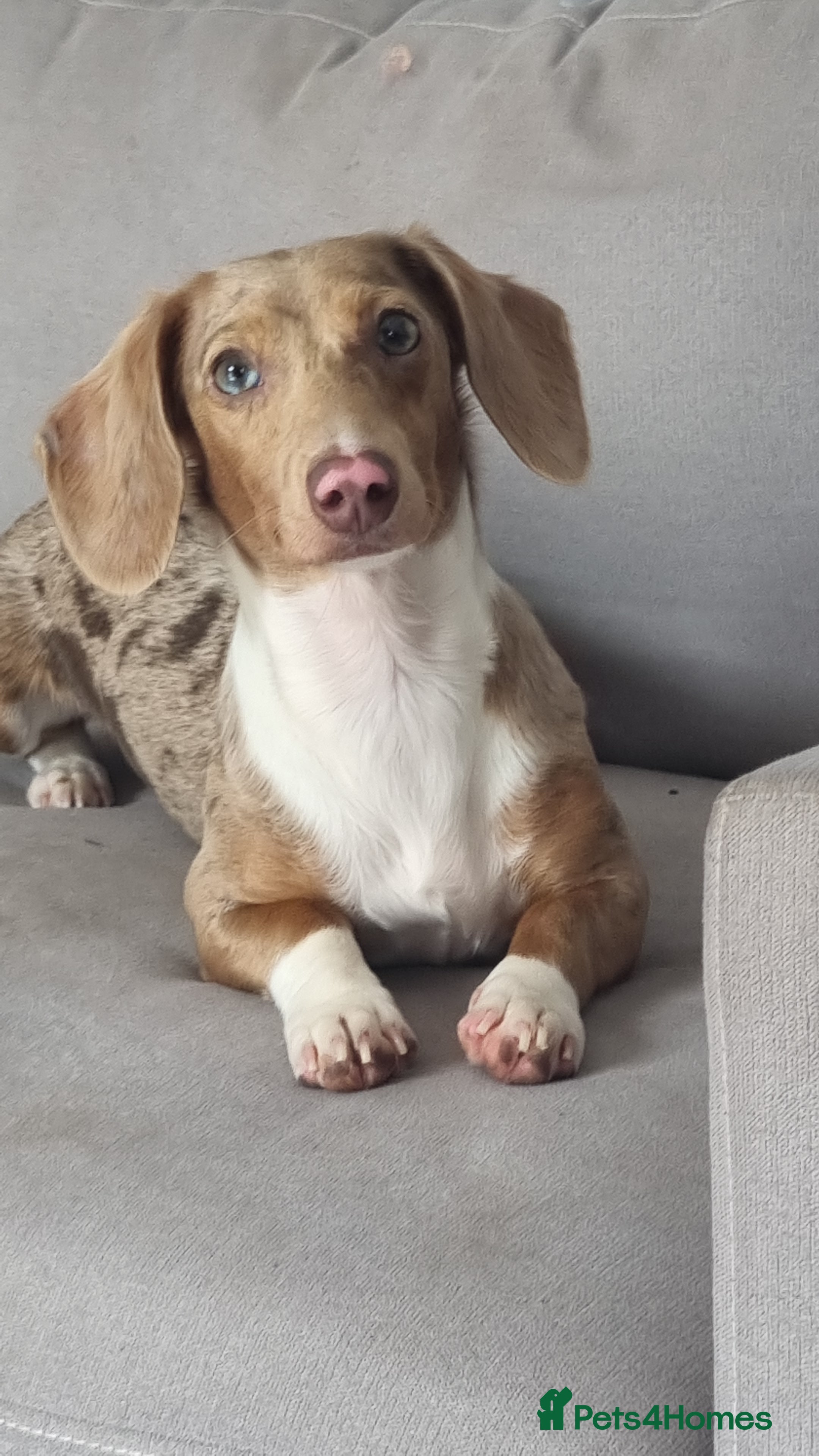 Miniature Dachshund dogs Mini Dacshund 🌭💕 - Advert 1