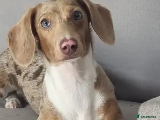 Miniature Dachshund dogs Mini Dacshund 🌭💕 - Advert 12