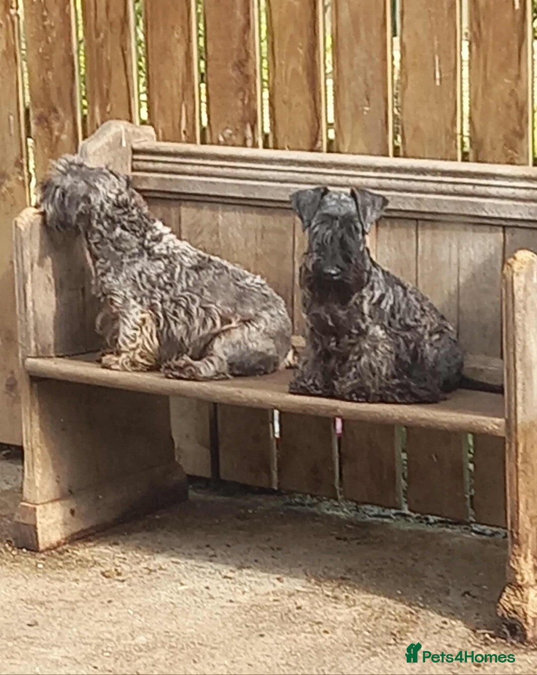 Cesky Terrier dogs for sale: CESKY TERRIER PUPPIES. advance notice - Advert 12