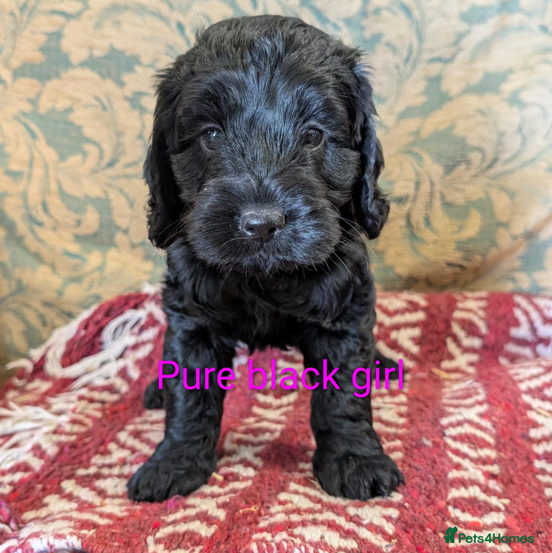 Cockapoo dogs Licensed breeder, health tested F1 cockapoos - Advert 1