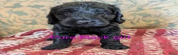 Cockapoo dogs for sale: Licensed breeder, health tested F1 cockapoos - Advert 20