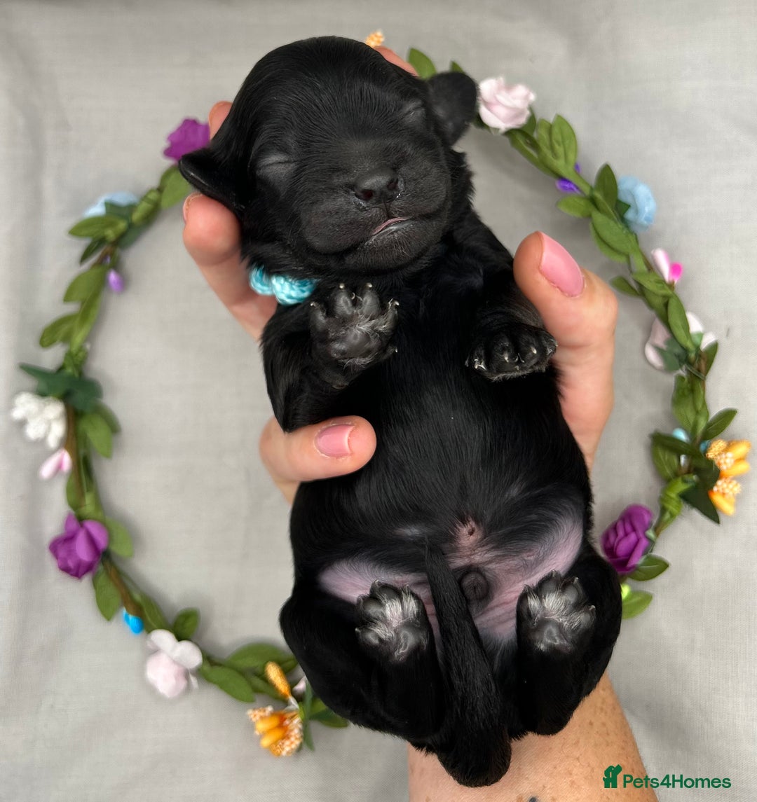 Cavapoo dogs for sale: Fully Health Tested F1 Cavapoo Puppies - 2 Left - Image 3