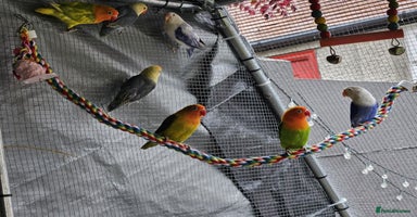 Lovebirds birds - Advert 5