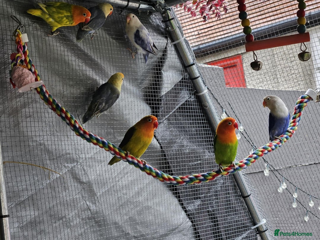 Lovebirds birds for sale: Various colours of love birds for sale - Image 3