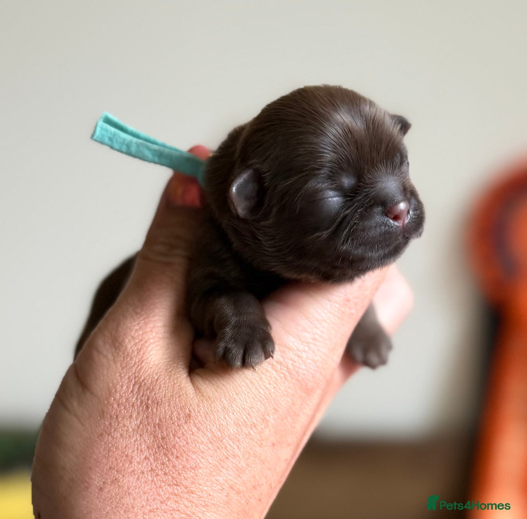 Shih Tzu dogs for sale: Exceptional TRUE IMPERIAL Shihtzu Puppies   - Image 2